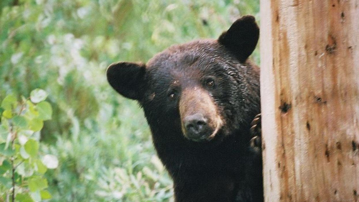 cute bear peeking out from behind tree